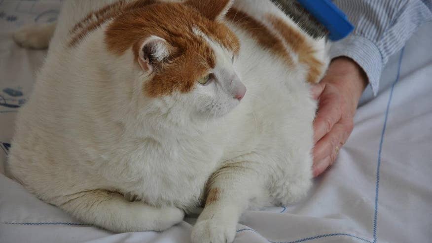 Meow the fat cat.jpg